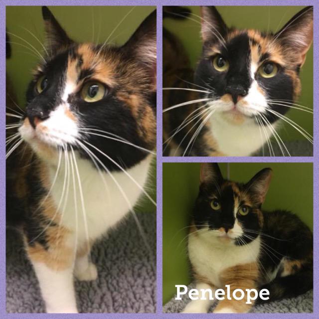 Penelope0118
