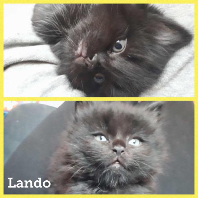 Lando0118.jpg