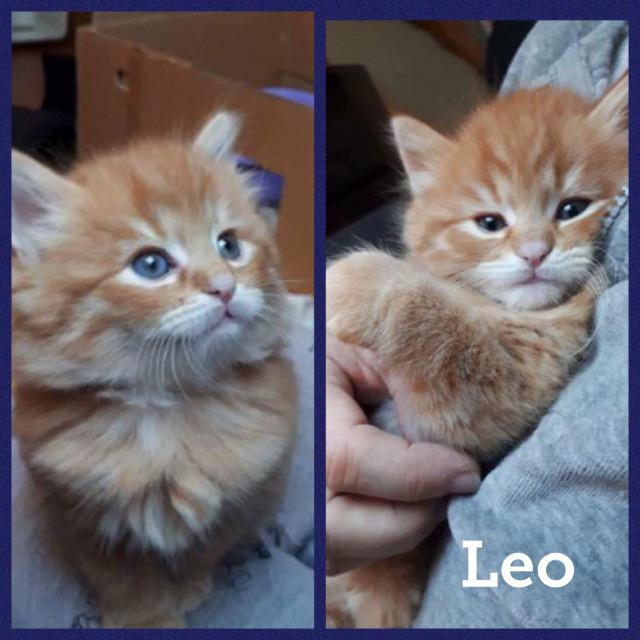 Leo0118.jpg