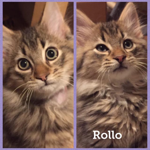 Rollo0118.jpg