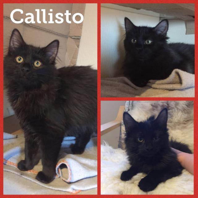 Callisto0318.jpg