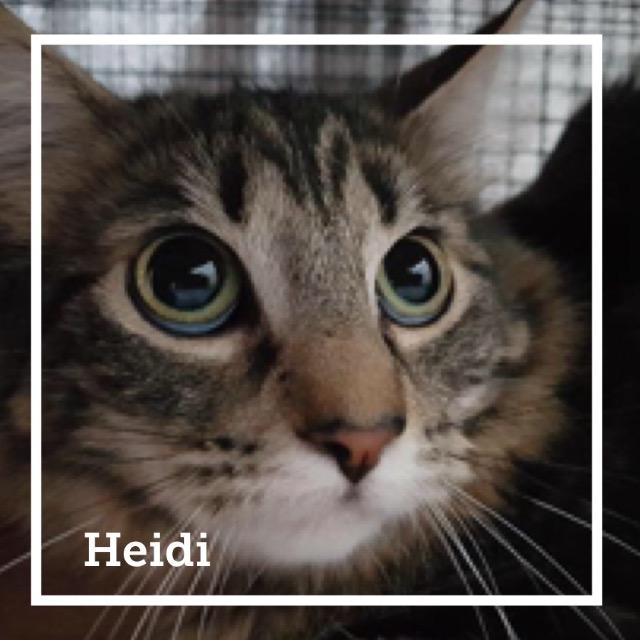 Heidi0918.jpg
