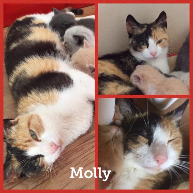 Molly0918.jpg