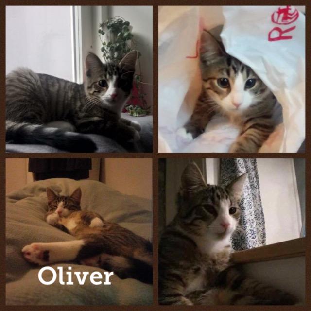 Oliver0918.jpg