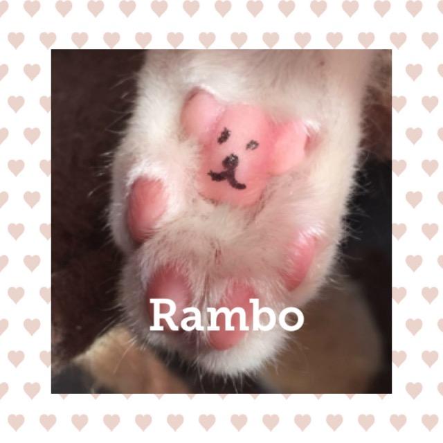 Rambo0518.jpg