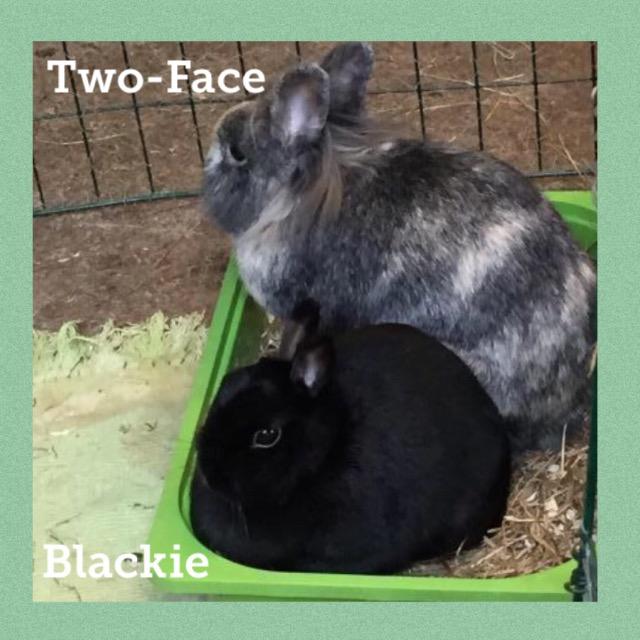 Blackie&Twoface0918.jpg