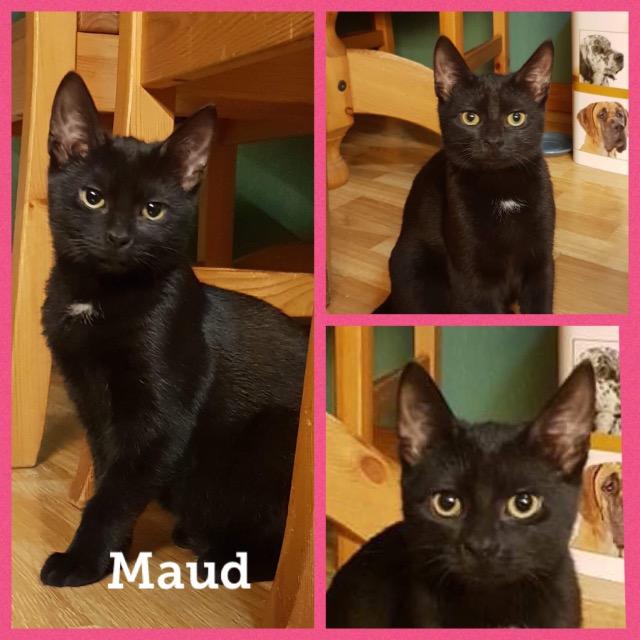 Maud1118.jpg