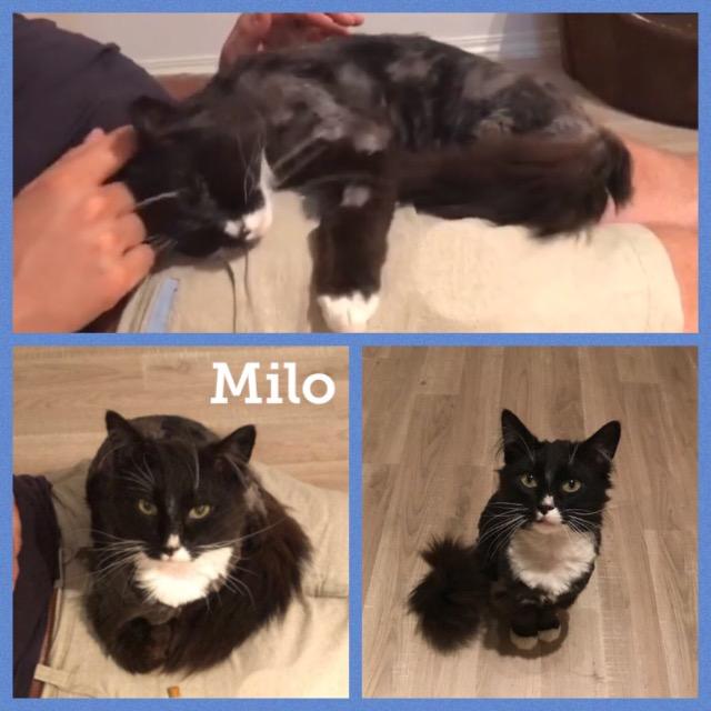 Milo0618.jpg
