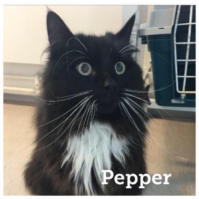 Pepper0718.jpg