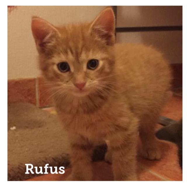 Rufus0718.jpg