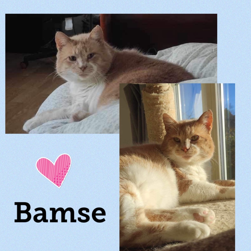 bamse0924.jpg