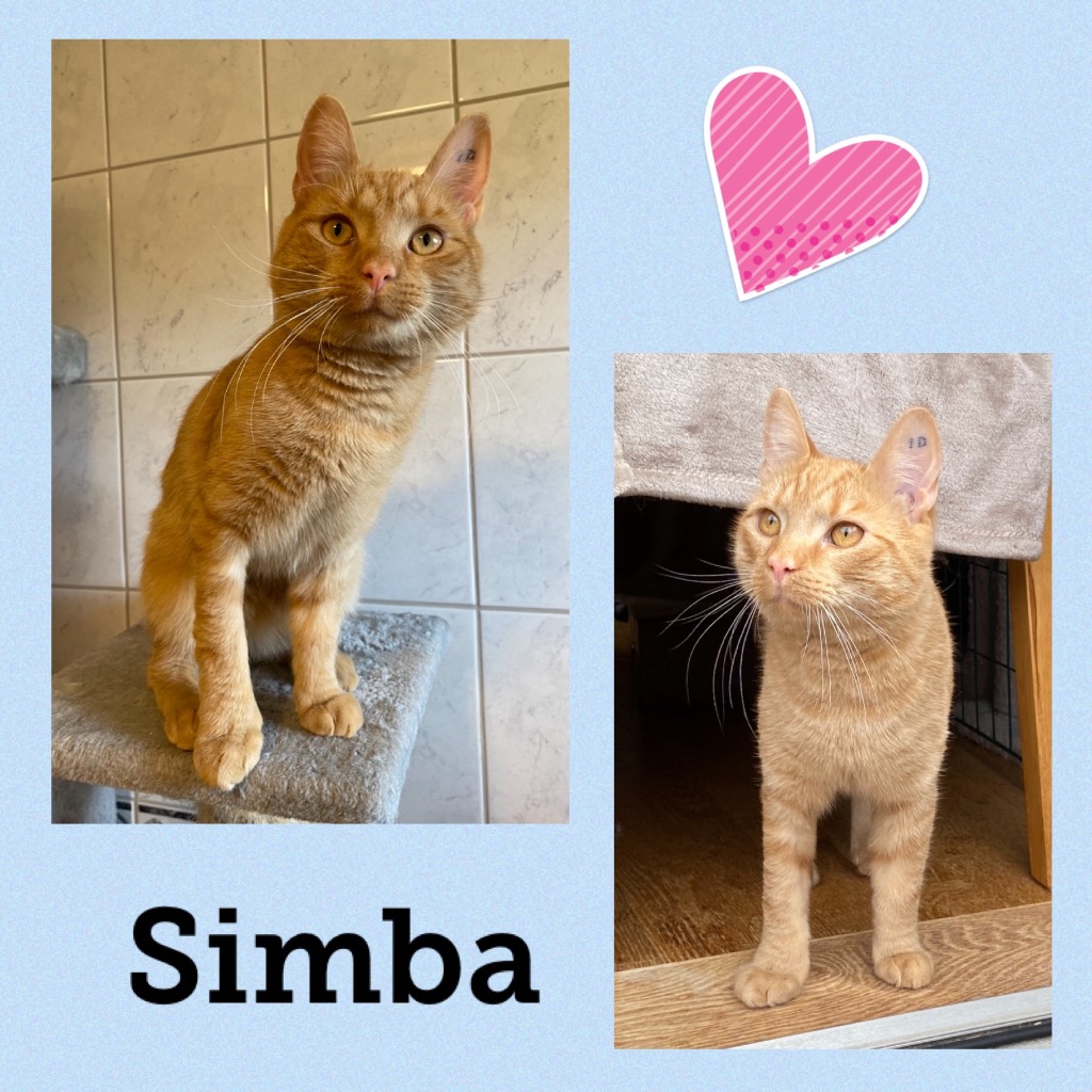 simba0924.jpg