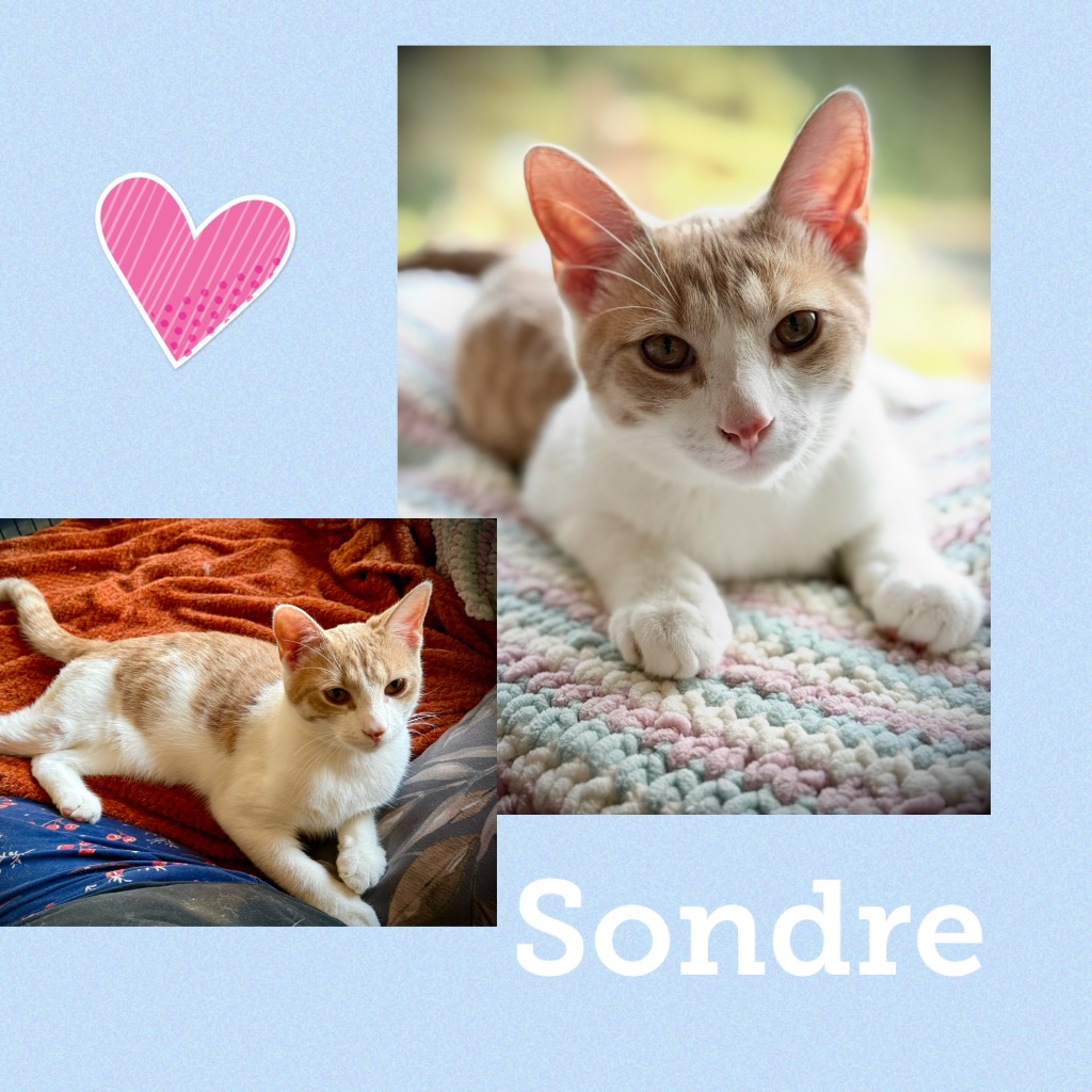 sondre1124.jpg