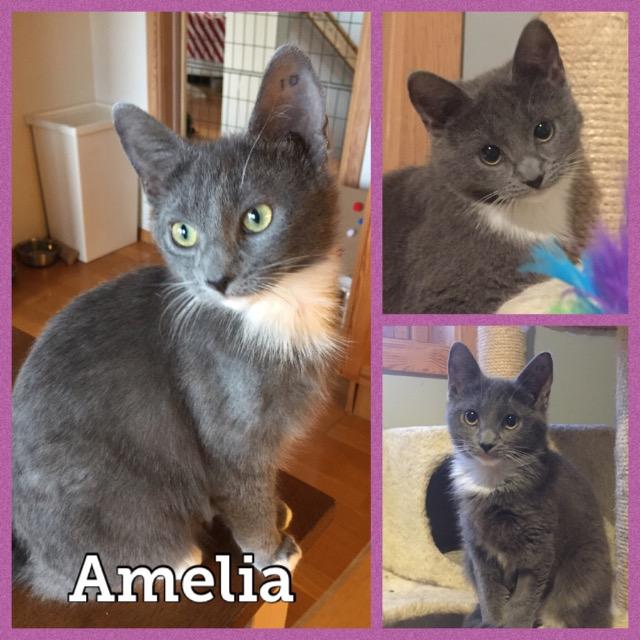 Amelia0420.jpg