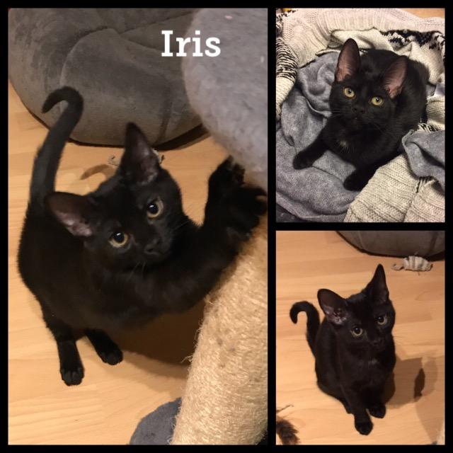 Iris0519.jpg