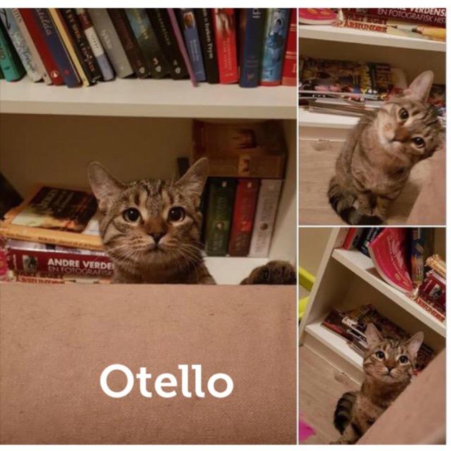 Otello0719.jpg