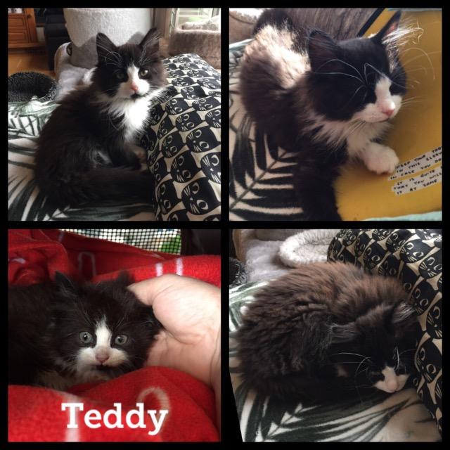 Teddy0719.jpg