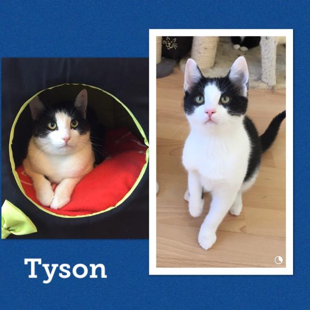 Tyson0519.jpg